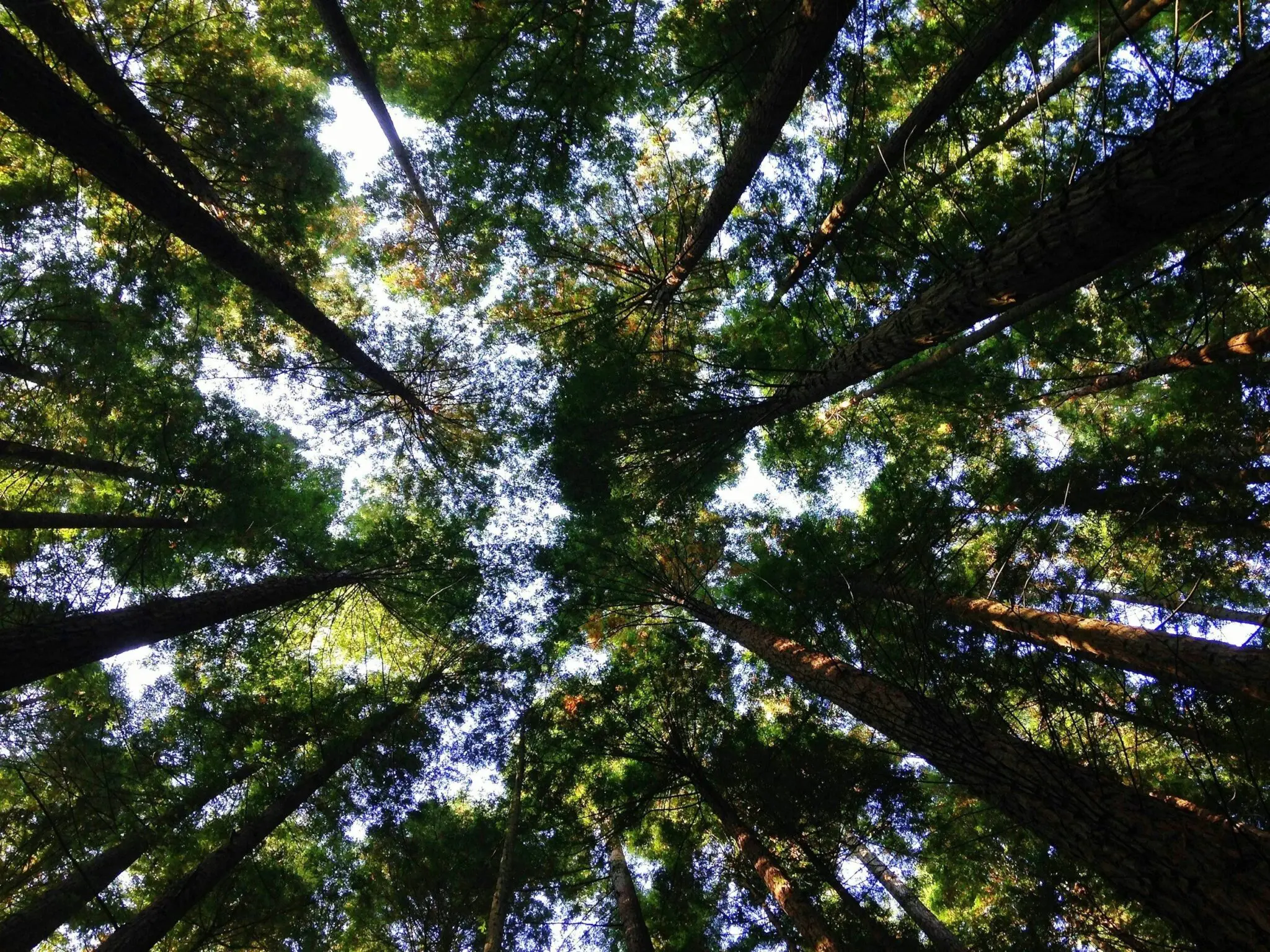 Tall trees viewed from forest floor upward.