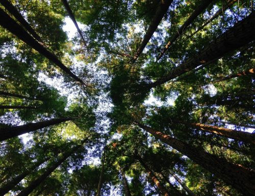 Noise & Environmental Concerns