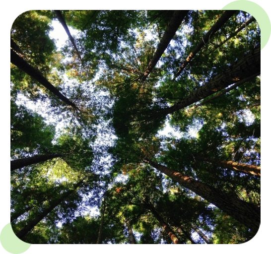 Looking up at tall trees under a bright sky in a forest.