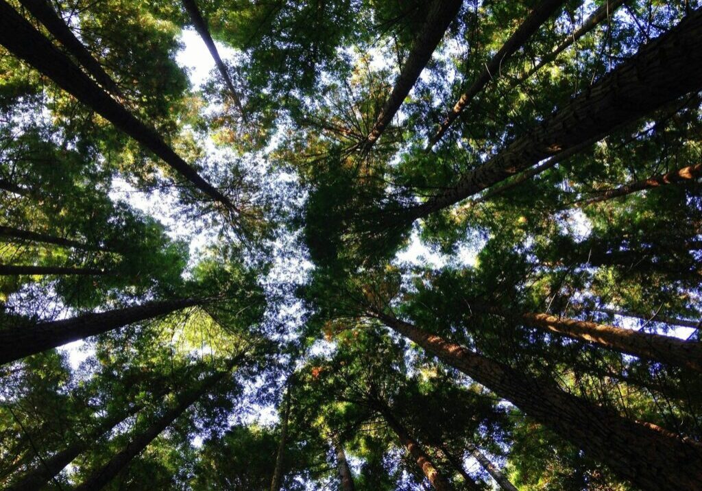 Tall trees viewed from forest floor upward.